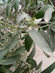 Vallesia