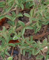 Argyrolobium pachyphyllum