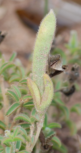 Image of Argyrolobium pachyphyllum by (c) Charles Stirton, some rights reserved (CC BY-SA)