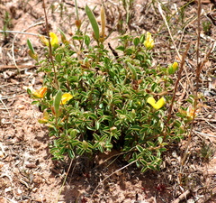 Argyrolobium pachyphyllum