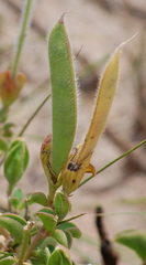 Argyrolobium pachyphyllum