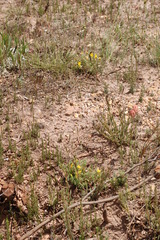 Argyrolobium pachyphyllum