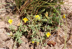 Argyrolobium pachyphyllum