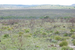 Argyrolobium pachyphyllum