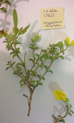 Argyrolobium pachyphyllum