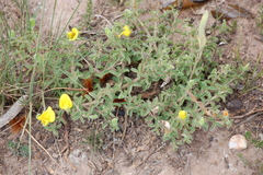 Argyrolobium pachyphyllum