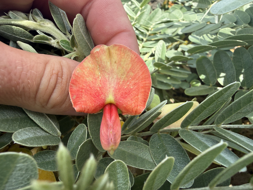 'ōhai (Sesbania tomentosa)