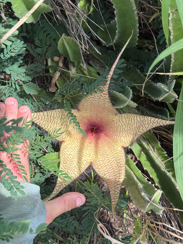 Ceropegia gigantea