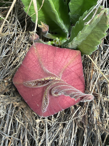 Ceropegia gigantea