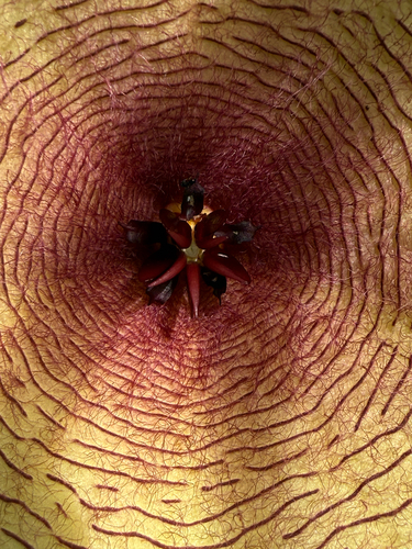 Ceropegia gigantea