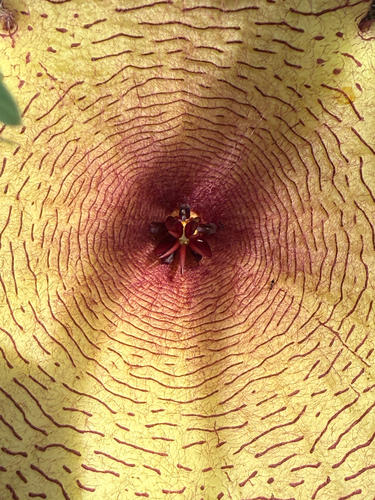 Ceropegia gigantea