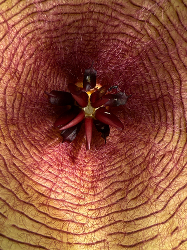 Ceropegia gigantea