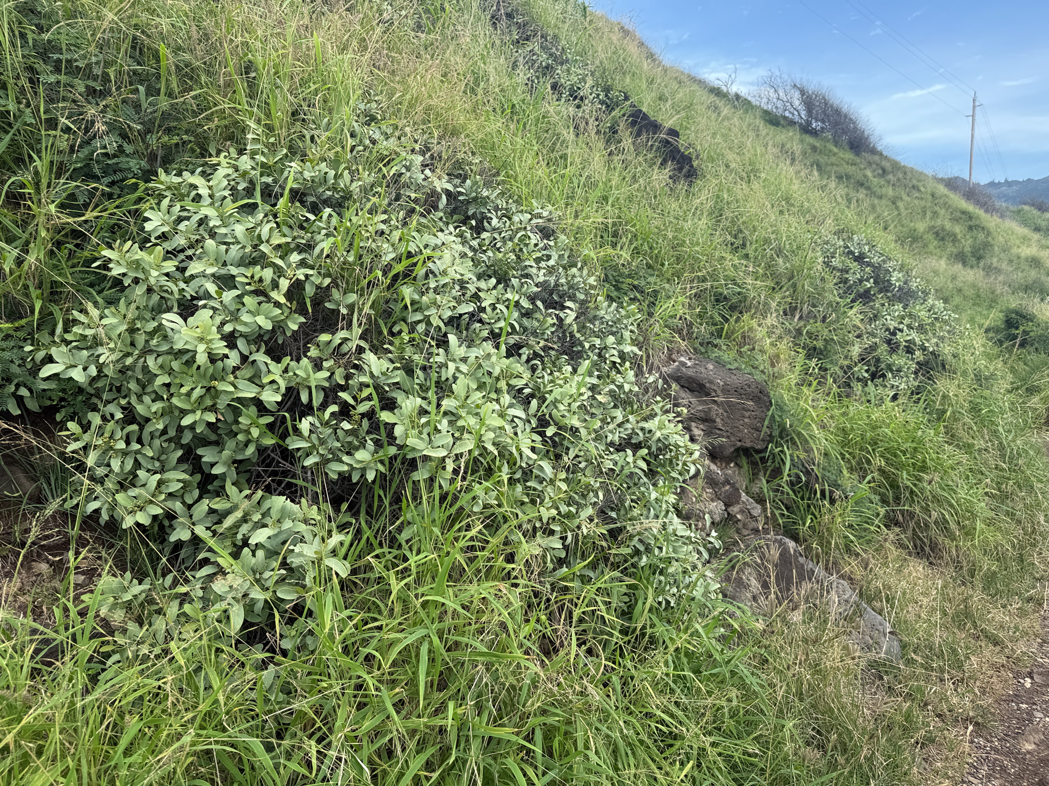 ʻiliahi Aloʻe (Santalum ellipticum)