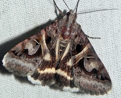 Drasteria grandirena
