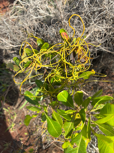 Cassytha filiformis observed 2026-03-18