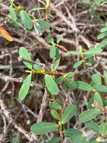 Euphorbia celastroides observed 2026-03-18
