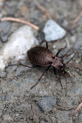 Carabus linnaei