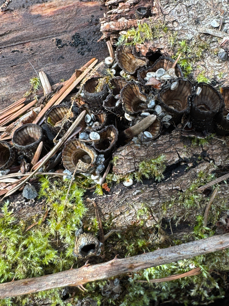 Cyathus striatus · March 2026 · photo: © wisel (iNaturalist, cc0)