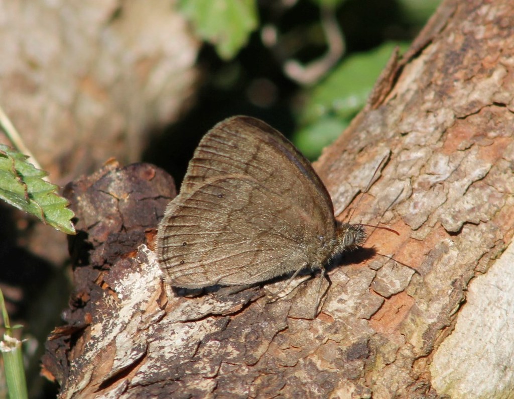 South Texas Satyr