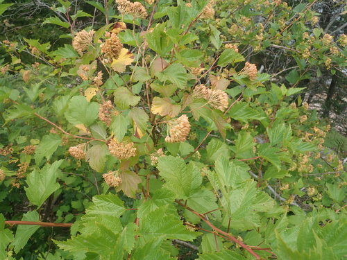 Putinalapis pūslenis nuotrauka