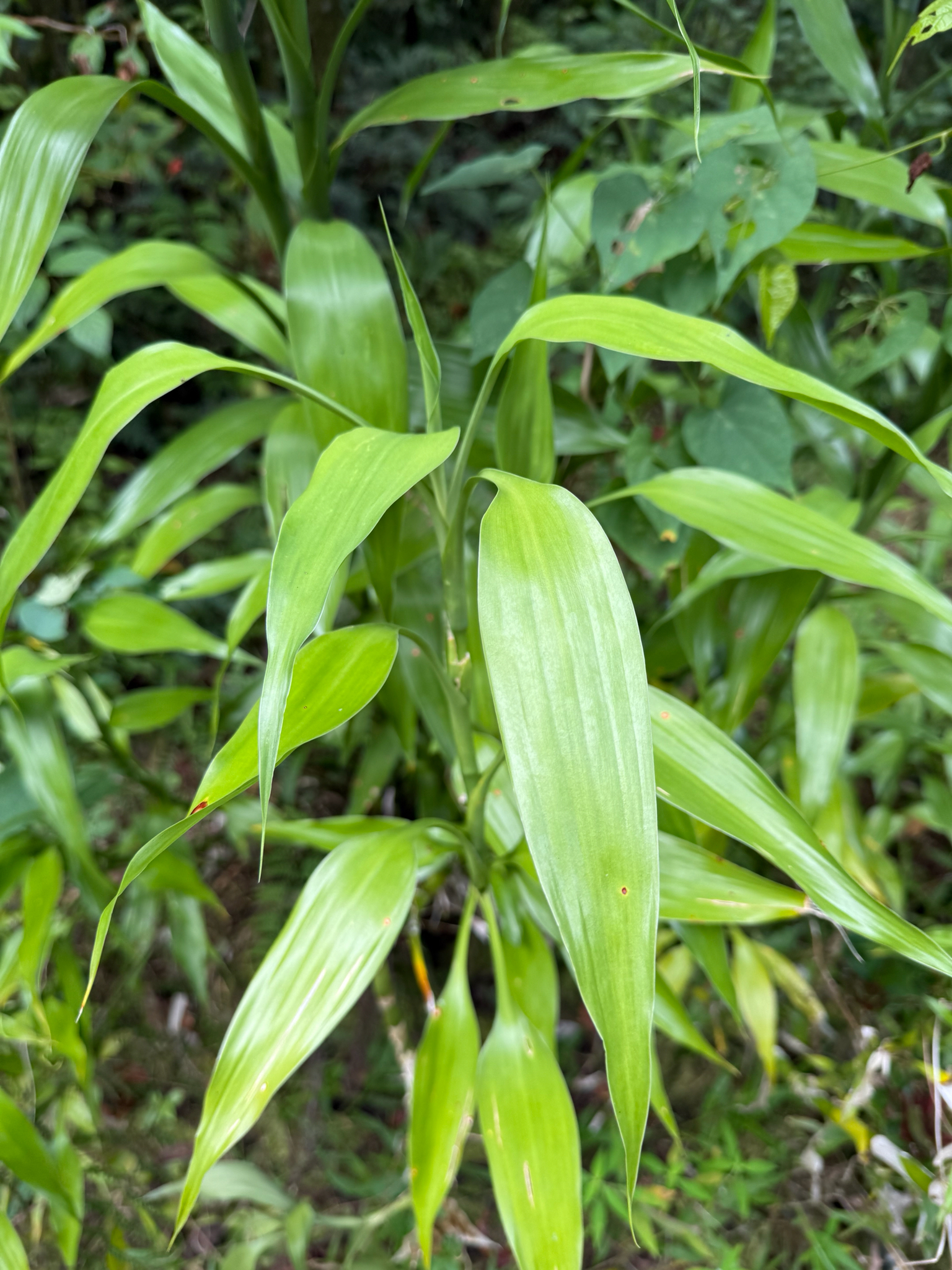 Dracaena sanderiana