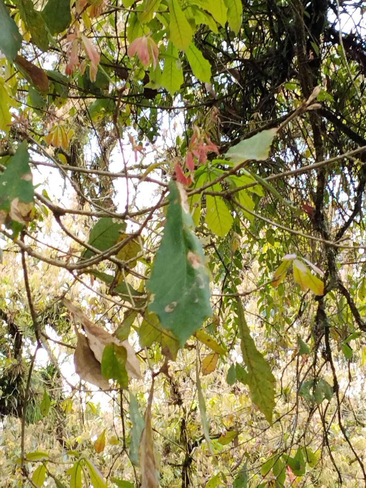 Roble