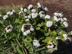 Myosotis rakiura