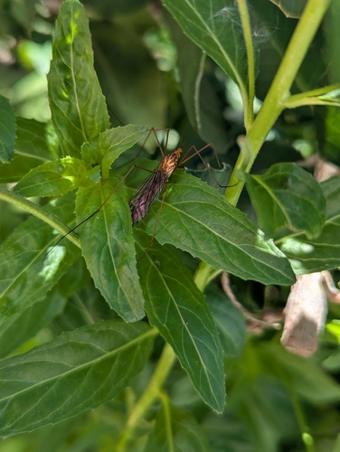 Unknown species found near Rancho del Oro Dr & Vista del Oro Dr, Oceanside, CA 92056, USA