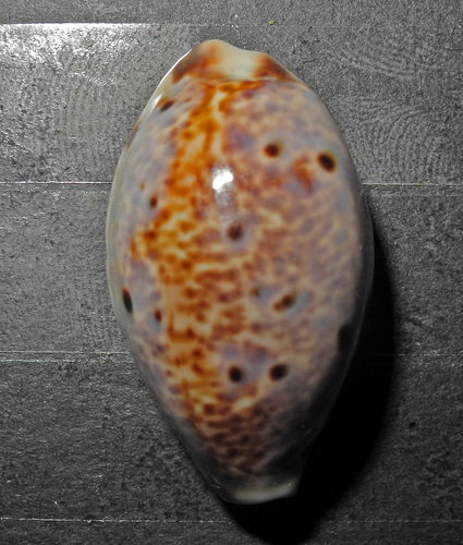 Cypraea lynx observed 2000-01-01