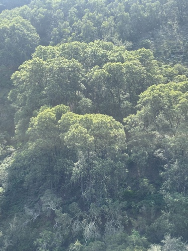 Catalina Ironwood (Lyonothamnus floribundus)