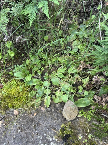 California Saxifrage (Micranthes californica)