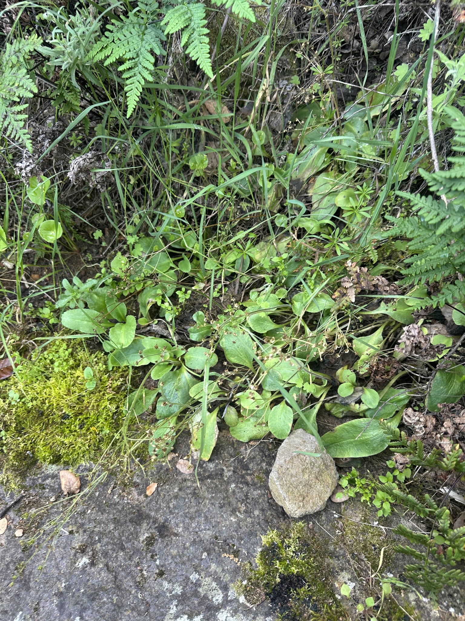 California Saxifrage (Micranthes californica)