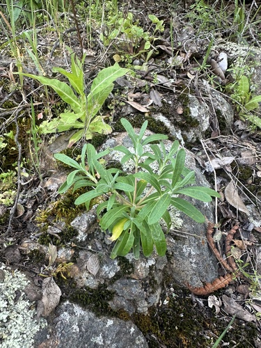 Santa Cruz Island wild buckwheat (Eriogonum arborescens)