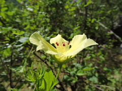 Hibiscus ribifolius