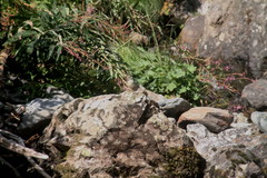 Motacilla cinerea