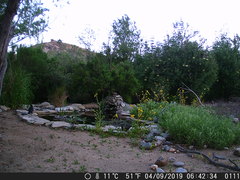 Corvus brachyrhynchos