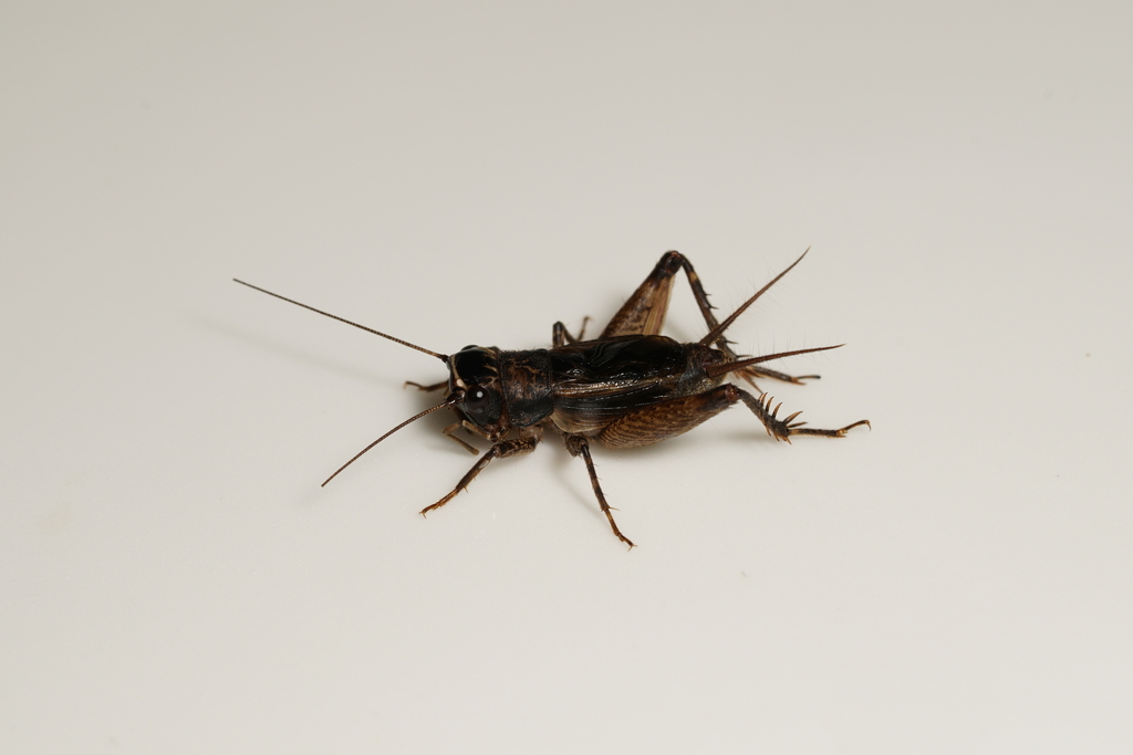 Loxoblemmus rectilineus