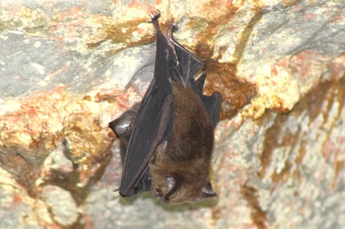 Hipposideros cervinus observed 2026-03-07