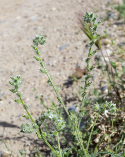 gravel cryptantha (Cryptantha decipiens)