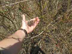 Phyllocoptes fructiphilus