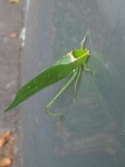 Stilpnochlora nanna