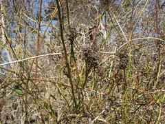 Phyllocoptes fructiphilus