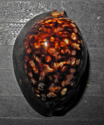 Cypraea mauritiana observed 2000-01-01