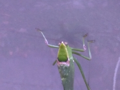 Stilpnochlora nanna