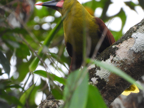 Olive Oropendola (Psarocolius bifasciatus), photo 2