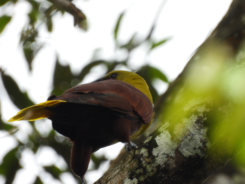 Olive Oropendola (Psarocolius bifasciatus), photo 3