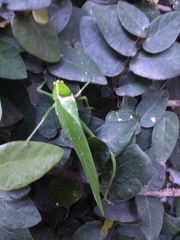 Stilpnochlora nanna