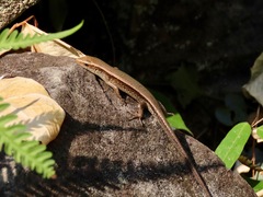 Eutropis multifasciata