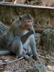 Macaca fascicularis