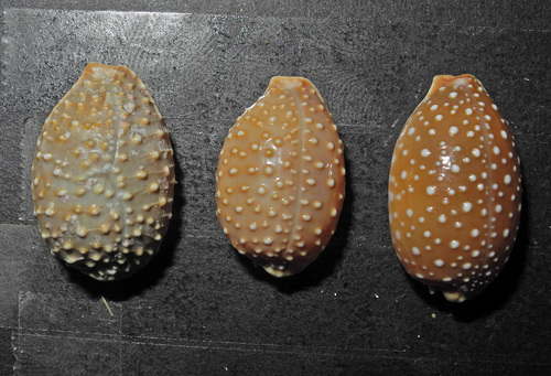 Nucleolaria granulata observed 2000-01-01